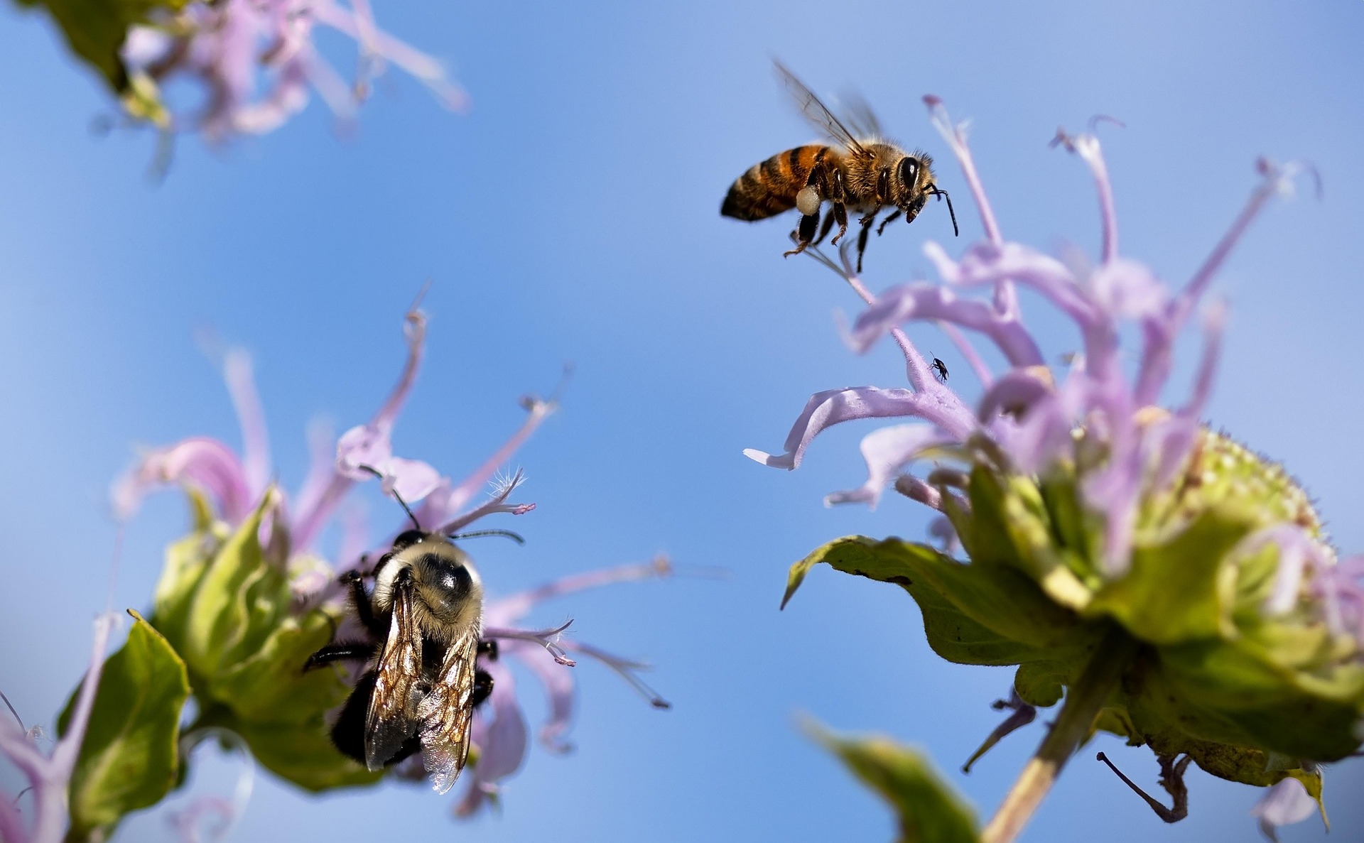 Why Do Bees Only Have One Queen?