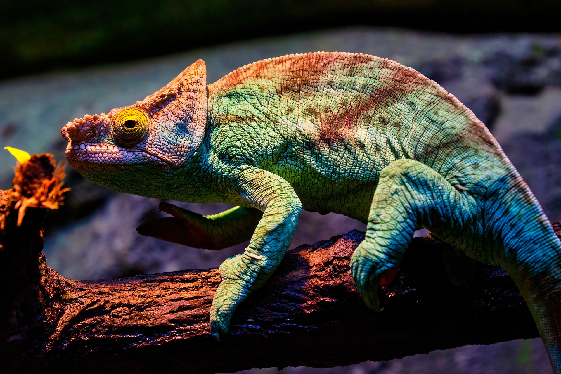 chameleon